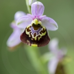 Ophrys bourdon