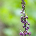 Epipactis rouge noirâtre - Epipactis atrorubens