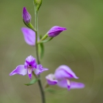 Céphalanthère rouge ; Red helleborine