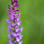 Orchis très odorant