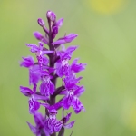 Orchis de Traunsteiner