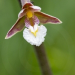 Epipactis des marais ; Marsh Epipactis