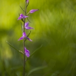 Cephalanthera rubra