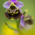 Ophrys fuciflora