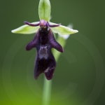 Ophrys insecttifera