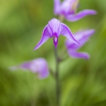 Céphalanthère rouge ; red helleborine