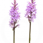 Orchis de Fuchs