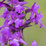 Orchis moustique