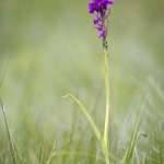 Orchis de Traunsteiner