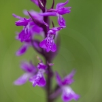 Orchis de Traunsteiner