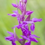 Orchis de Traunsteiner