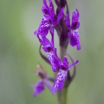 Orchis de Traunsteiner ; Traunsteiner orchis