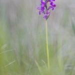 Orchis de Traunsteiner