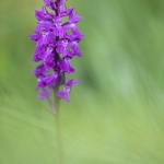 Orchis de Traunsteiner