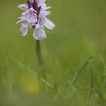 Orchis tacheté