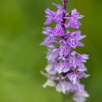 Orchis de Fuchs