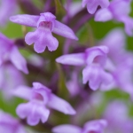 Orchis moustique ; Fragrant orchid