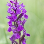 Orchis de Traunsteiner