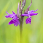 Orchis de Traunsteiner