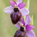 Ophrys aveyronensis