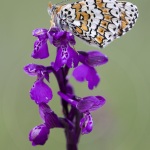 Mélitée du Plantain sur un Orchis bouffon