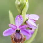 Ophrys aveyronensis