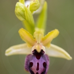 Ophrys passionis