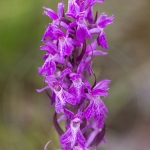 Orchis de Traunsteiner