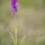 Orchis de Traunsteiner ; Traunsteiner orchis