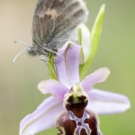 Papillon sur un Ophrys de l'Aveyron