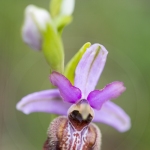 Ophrys aveyronensis