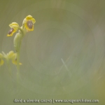 Ophrys lutea