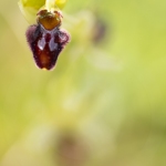 Ophrys araignée