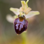 Ophrys araignée ; early spider-orchid