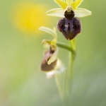 Ophrys araignée ; early spider-orchid