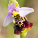 Ophrys bourdon ; late spider-orchid