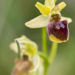 Ophrys araignée