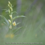 Cephalanthera damasonium