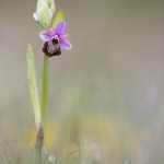 Ophrys aveyronensis