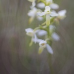 Orchis verdâtre