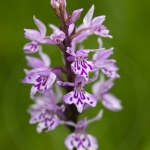 Orchis de Fuchs