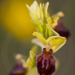 Ophrys araignée ; early spider-orchid