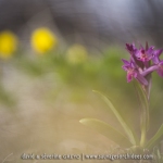 Orchis sureau ;  Elder-flowered Orchid