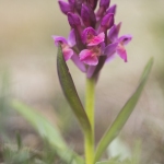 Orchis sureau ;  Elder-flowered Orchid