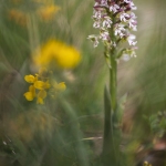 Orchis brûlé ; burnt orchid