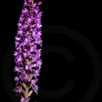 Orchis très odorant