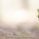 Ophrys araneola