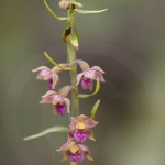 Epipactis pourpre-noirâtre ; Dark-red helleborine