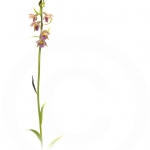 Epipactis pourpre-noirâtre