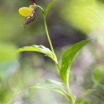 Cypripedium calceolus